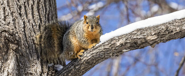 Fox squirrel (Sciurus niger) in a tree; Denver, Colorado, United States America — стоковое фото