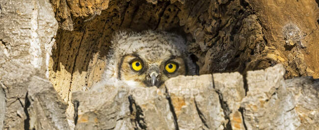 Great Horned Owlet (Bubo virginianus); Форт-Коллинз, Колорадо, Соединенные Штаты Америки — стоковое фото