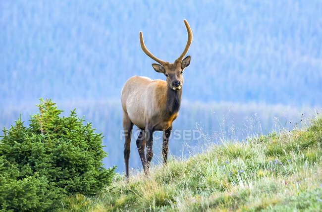 Elk (Cervus canadensis) de pie en una ladera cubierta de hierba; Estes Park, Colorado, Estados Unidos de América - foto de stock