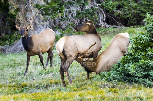 Elk bull and two cows (Cervus canadensis); Estes Park, Colorado, United States of America — Stock Photo