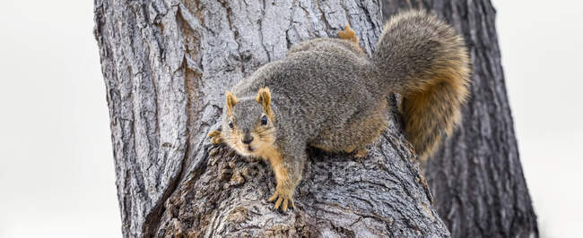 Лисиця - білка (Sciurus niger) на дереві; Денвер, Колорадо, Сполучені Штати Америки — стокове фото