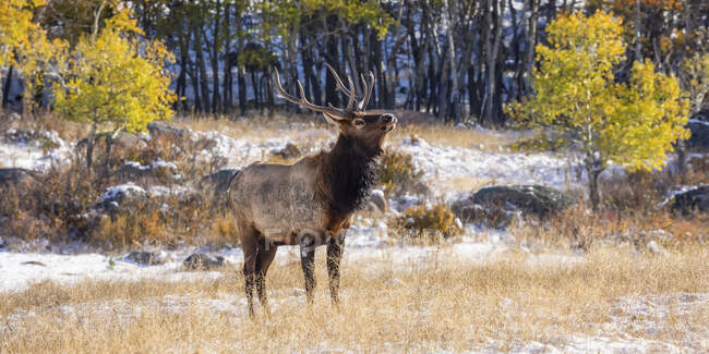 Bull elk (Cervus canadensis); Estes Park, Colorado, Estados Unidos de América - foto de stock
