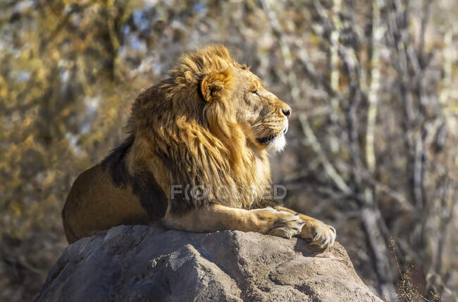 Männlicher Löwe (Panthera leo) liegt im Zoo auf einem Felsen im Sonnenlicht; Fort Collins, Colorado, Vereinigte Staaten von Amerika — Stockfoto