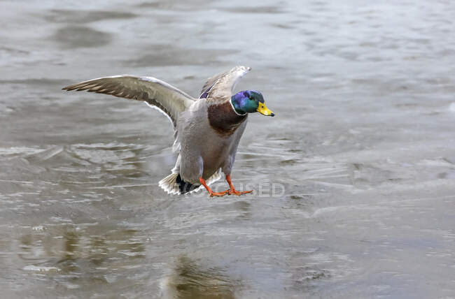 Male Mallard (Anas platyrhynchos) landing on water; Denver, Colorado, United States of America — Stock Photo