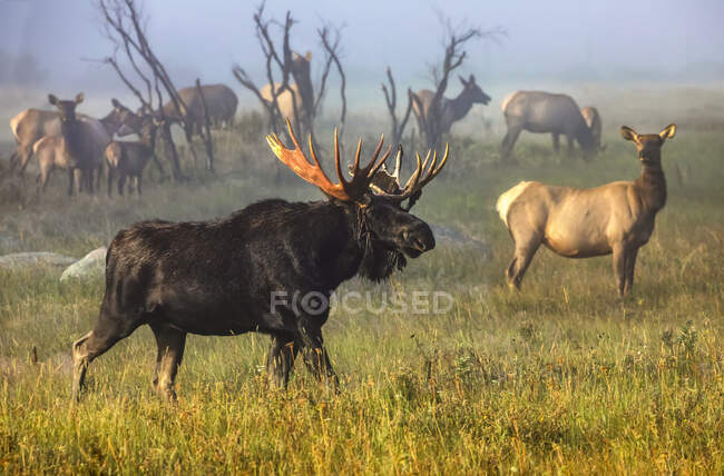 Moose bull (Alces alces) and Elk cow (Cervus canadensis) standing with a herd in a foggy field; Fort Collins, Colorado, United States of America — Stock Photo