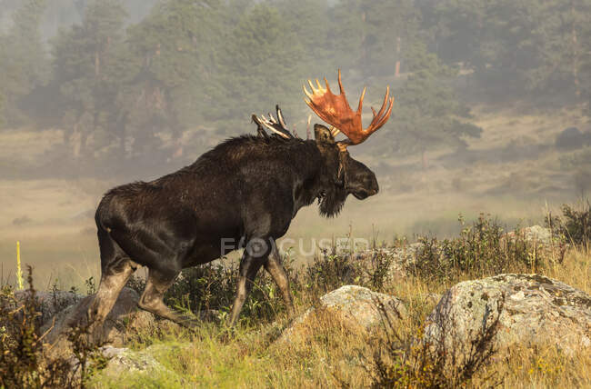 Bull moose (Alces alces) shedding velvet from antlers and walking through a field; Fort Collins, Colorado, United States of America — Stock Photo