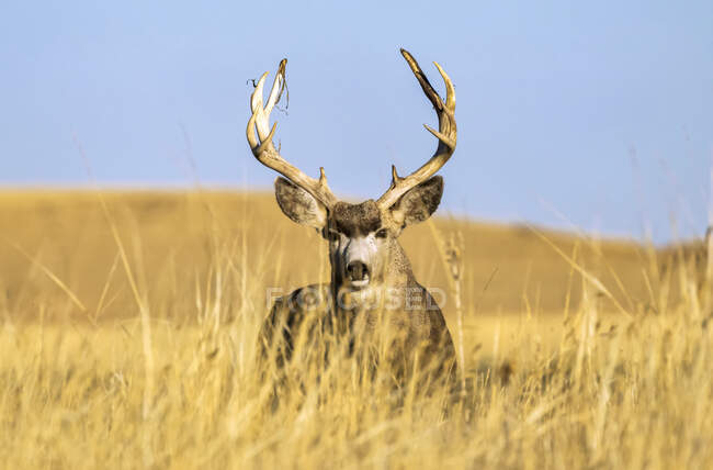 Vista panoramica di cervo dalla coda bianca a natura selvaggia — Foto stock