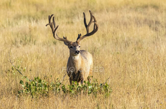 Vista panorámica de ciervos de cola blanca en la naturaleza salvaje - foto de stock
