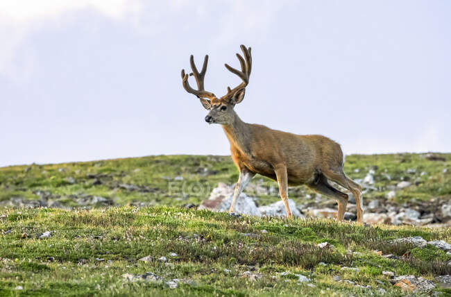 Vista panorámica de ciervos de cola blanca en la naturaleza salvaje - foto de stock