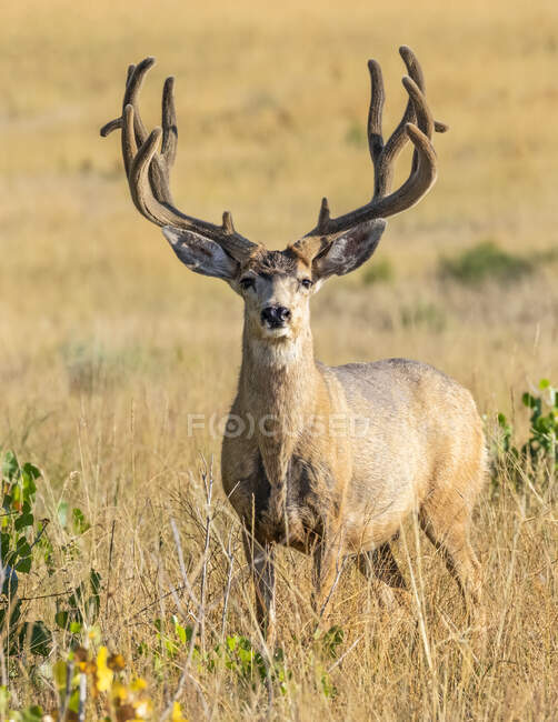 Scenic view of White-tailed deer at wild nature — Stock Photo