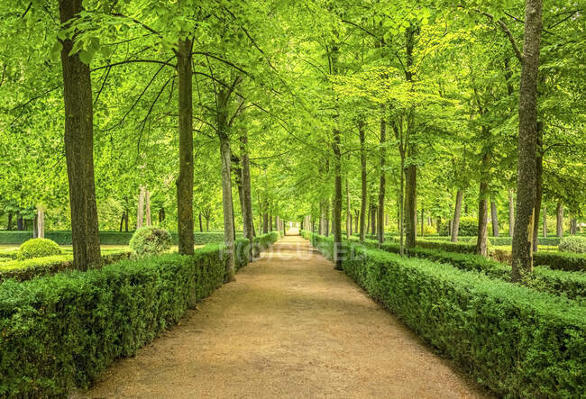 Percorso fiancheggiato da siepi e alberi in un rigoglioso giardino paesaggistico e parco; Aranjuez, Madrid, Spagna — Foto stock