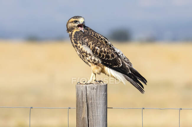 Red-tailed hawk (Buteo jamaicensis) standing on a wooden fence post; Fort Collins, Colorado, United States of America — Stock Photo