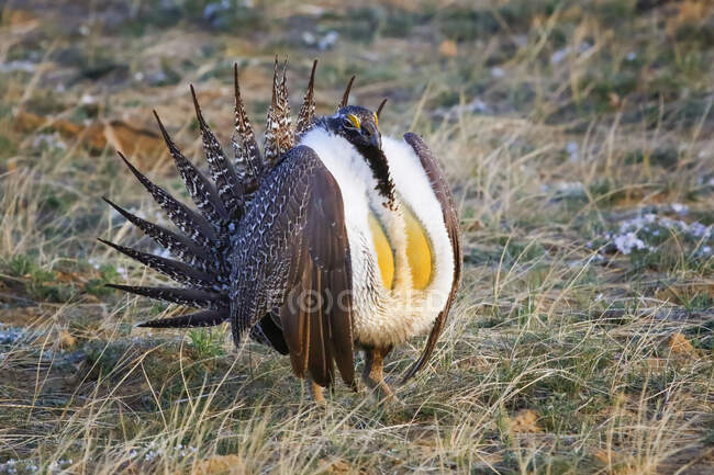 Greater Sage-grouse (Centrocercus urophasianus); Fort Collins, Colorado, United States of America — Stock Photo