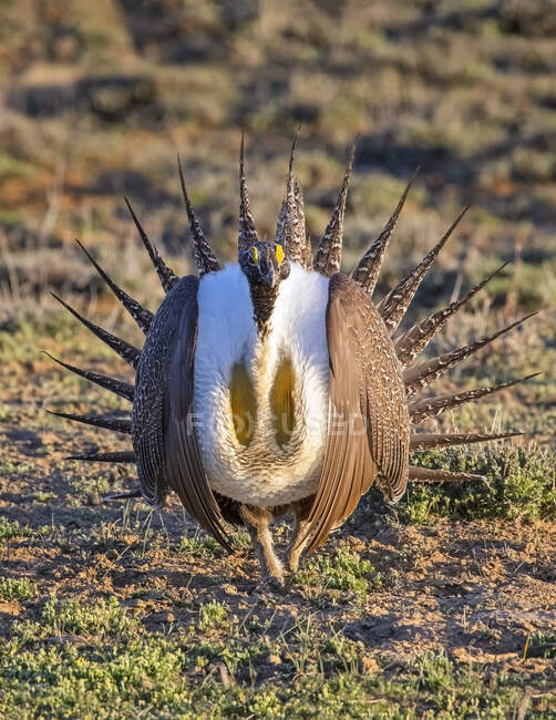 Grande gallo salvia (Centrocercus urophasianus); Fort Collins, Colorado, Stati Uniti d'America — Foto stock
