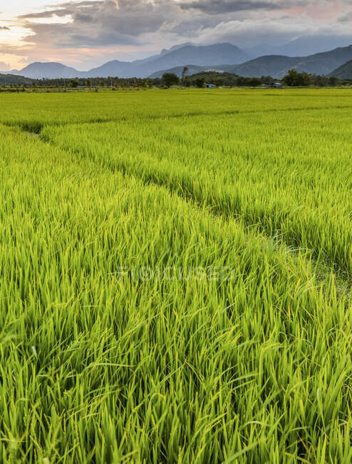 Pôr do sol sobre um verde brilhante, campo de arroz exuberante; Ap Gio Ta, Ninh Thuan, Vietnã — Fotografia de Stock