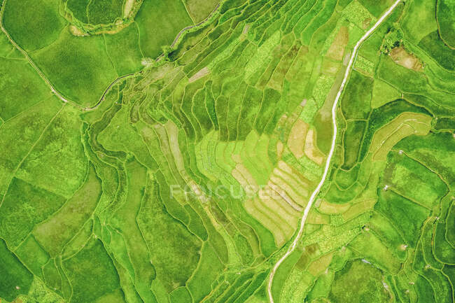 Drone view of bright green, lush rice terraces; Ha Giang Province, Vietnam — Stock Photo
