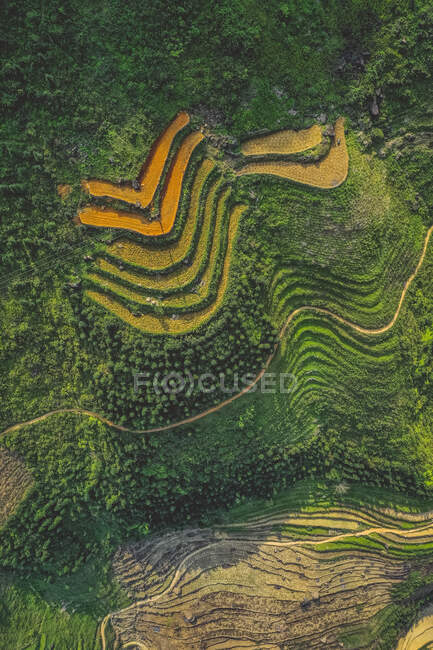 Vue par drone des terrasses de riz sur le flanc de montagne luxuriant ; Province de Ha Giang, Vietnam — Photo de stock