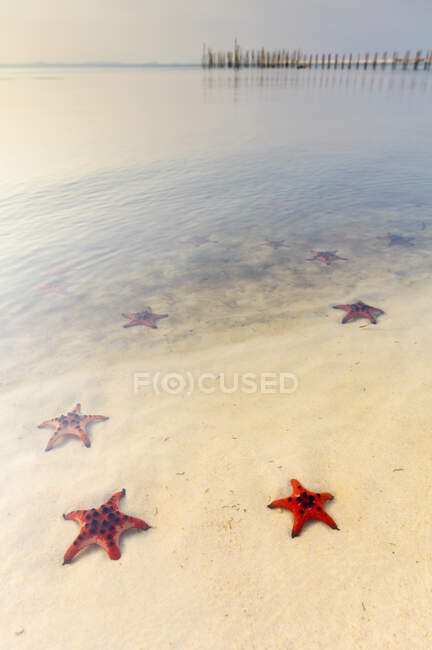 Praia Starfish com estrelas vermelhas na areia branca na água rasa ao longo da costa; Phu Quoc, Vietnã — Fotografia de Stock