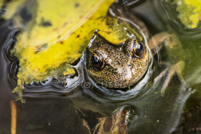 A Northern Red-legged Frog (Rana aurora) lounges in a spring in Oregon; Astoria, Oregon, United States of America — Stock Photo
