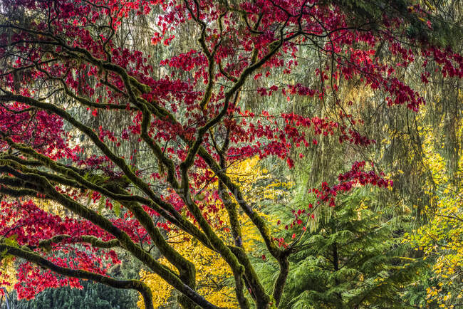Живі осінні кольори зустрічаються в Шивелі-парку; Асторія (штат Орегон, США). — стокове фото