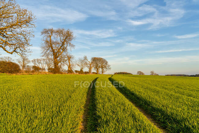 Pneu trace à travers les plantes vertes sur un champ ; Ravensworth, Yorkshire du Nord, Angleterre — Photo de stock