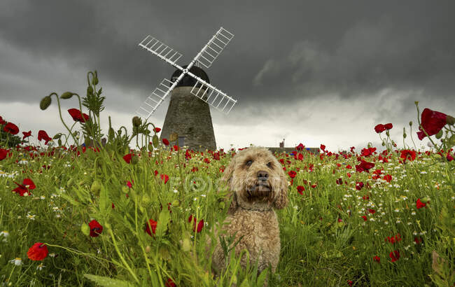 Ein niedlicher Kakadu-Hund auf einem Mohnfeld im Vordergrund mit der Whitburn Windmühle im Hintergrund; Whitburn, Tyne and Wear, England — Stockfoto