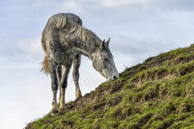 Pferd weidet auf einem grasbewachsenen Hang; South Shields, Tyne and Wear, England — Stockfoto