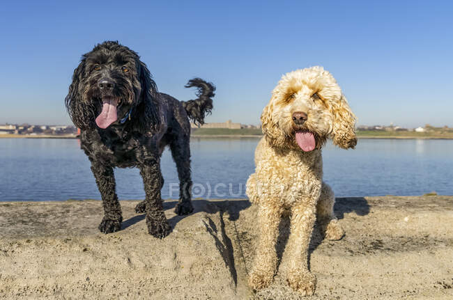 Deux chiens sur une surface en béton le long du bord de l'eau regardant vers la caméra avec un ciel bleu en arrière-plan ; South Shields, Tyne and Wear, Angleterre — Photo de stock