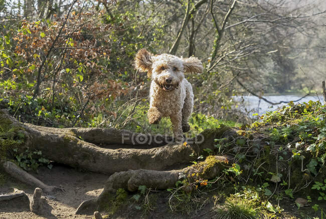 Cachorro rubio saltando en el aire sobre troncos y raíces de árboles en un sendero junto al agua; Sunderland, Tyne and Wear, Inglaterra - foto de stock