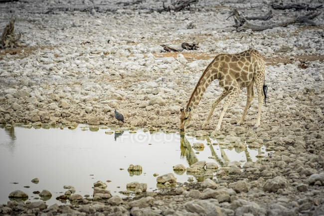 Giraffe und behelmte Guineafeule (Numida meleagris), Etosha-Nationalpark; Namibia — Stockfoto