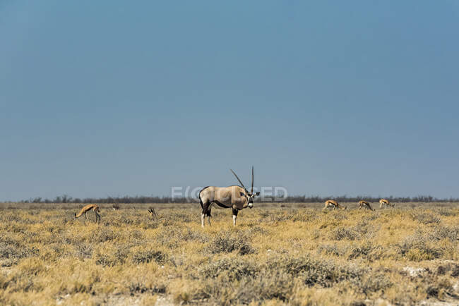 Gemsbok (Oryx gazella), Parque Nacional Etosha; Namíbia — Fotografia de Stock