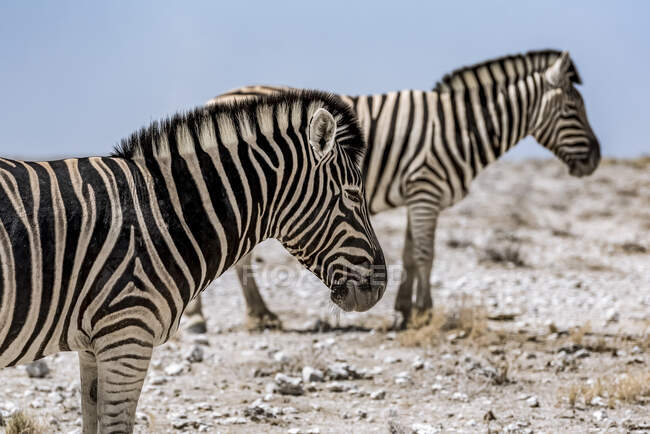 Стадо зебр (Equus quagga), національний парк Етоша; Намібія — стокове фото