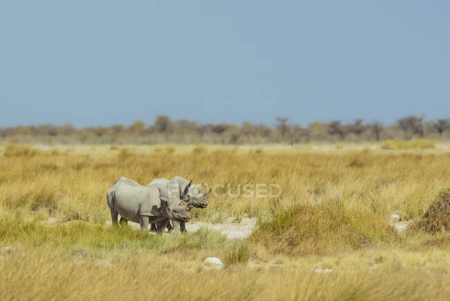 Rinoceronte-preto (Diceros bicornis), Parque Nacional de Etosha; Namíbia — Fotografia de Stock