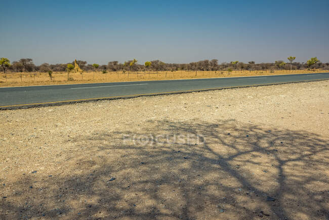 Tree shadow and road; Namibia — Stock Photo
