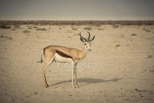 Springbok (Antidorcas marsupialis), parc national d'Etosha ; Namibie — Photo de stock