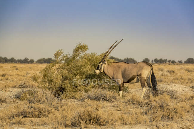 Gemsbok or South African Oryx (Oryx gazella), Etosha National Park; Namibia — Stock Photo