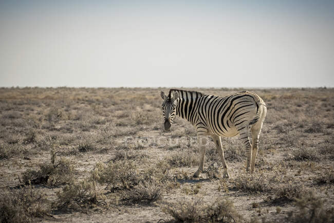 Zèbre des plaines (Equus quagga), parc national d'Etosha ; Namibie — Photo de stock