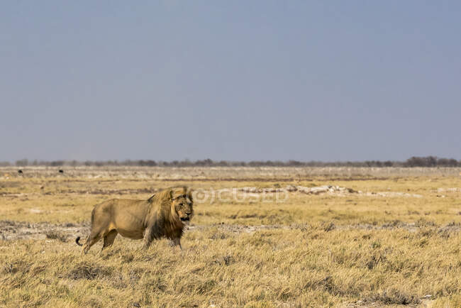 Лев (Panthera leo), національний парк Етоша; Намібія — стокове фото