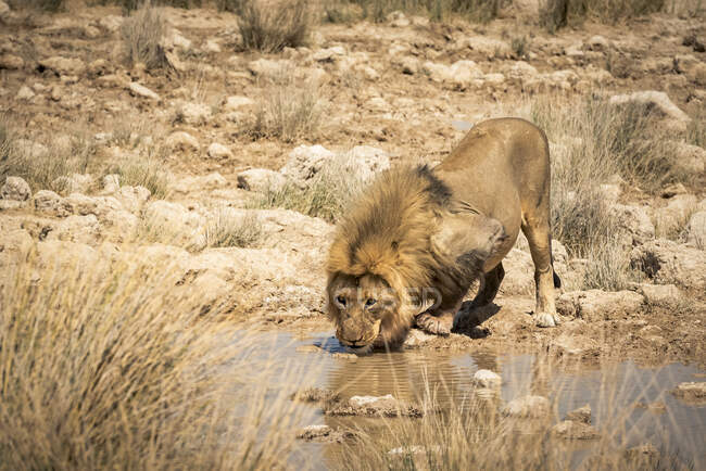 León (Panthera leo) bebiendo en un pozo de agua, Parque Nacional Etosha; Namibia - foto de stock