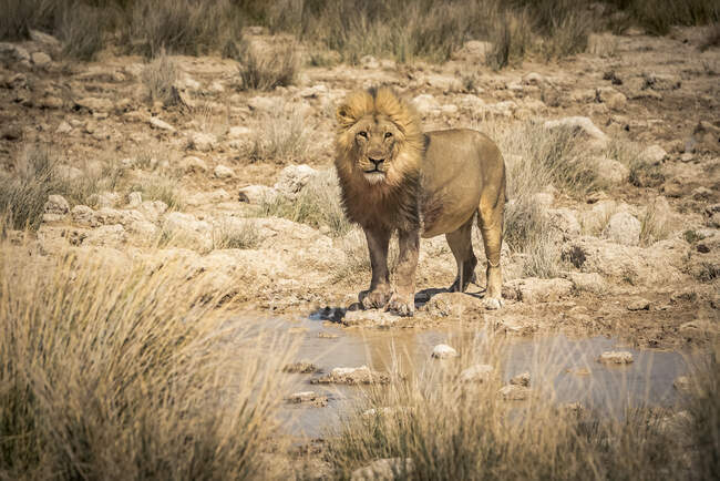 Leone (Panthera leo) che beve in una pozza d'acqua, Parco nazionale di Etosha; Namibia — Foto stock