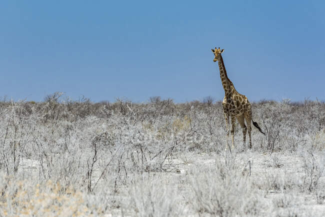 Жираф (Жирафа), національний парк Етоша; Намібія — стокове фото
