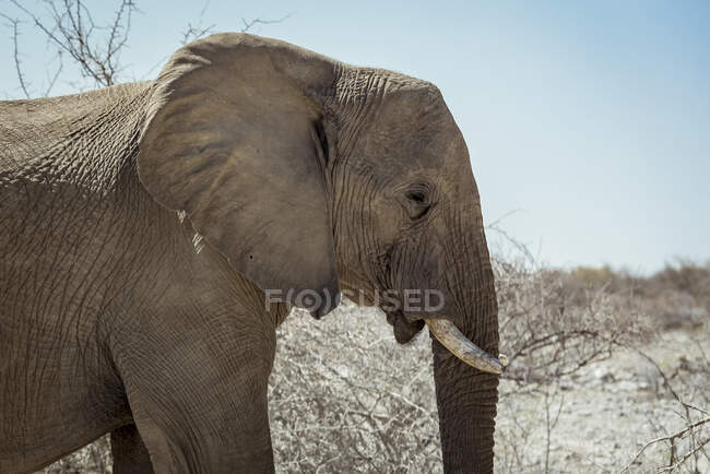 Elefante africano (Loxodonta), Parco nazionale di Etosha; Namibia — Foto stock