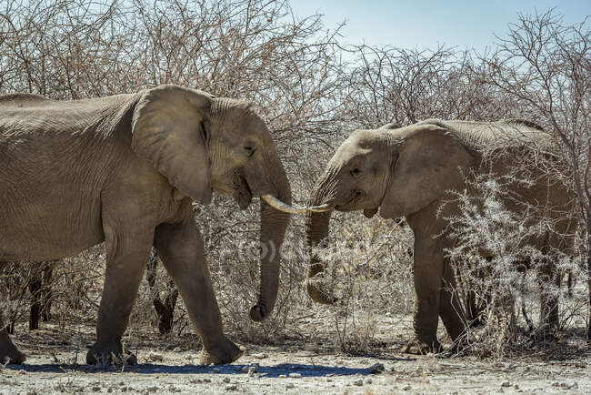 Африканские слоны (Loxodonta), Национальный парк Этоша; Намибия — стоковое фото
