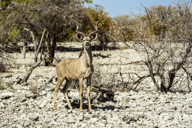 Великий Куду (Tragelaphus strepsiceros), національний парк Етоша; Намібія — стокове фото