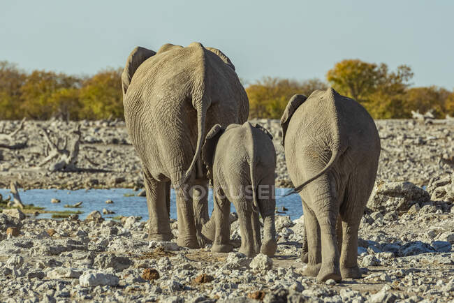 Familia de elefantes africanos (Loxodonta), Parque Nacional Etosha; Namibia - foto de stock
