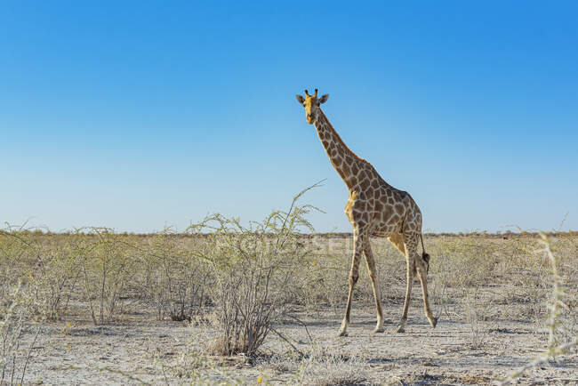 Jirafa (Jirafa), Parque Nacional Etosha; Namibia - foto de stock