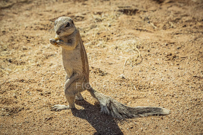 Écureuil terrestre (Sciuridae) dans le parc national Solitaire, Namib-Naukluft ; Namibie — Photo de stock