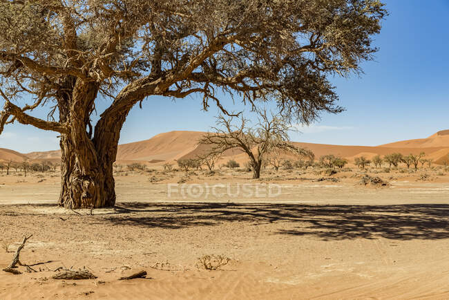 Vue panoramique du paysage mort du désert de Namib ; Namibie — Photo de stock