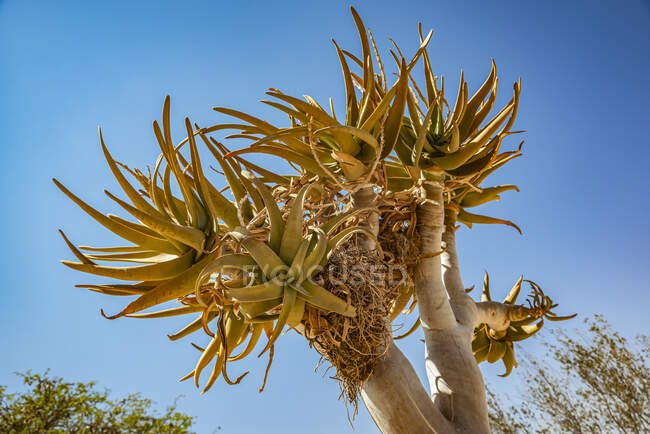 Árvore silenciosa (Aloidendron dichotomum) no Gondwana Canyon Roadhouse, Fish River Canyon; Namíbia — Fotografia de Stock