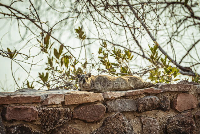 Dassie (Hyracoidea), também conhecida como Rock Hyrax (Procavia capensis), no Hardap Resort; Hardap Region, Namíbia — Fotografia de Stock